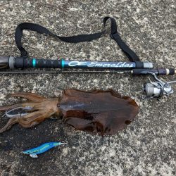 初の石川、春アオリ5杯!!