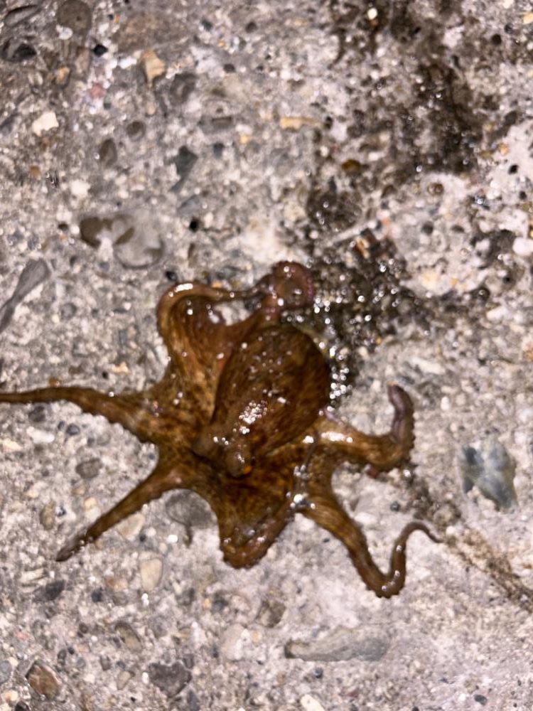 オクトパッシング