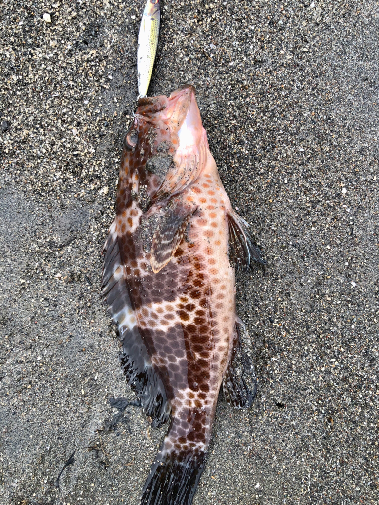 サーフオオモンハタ