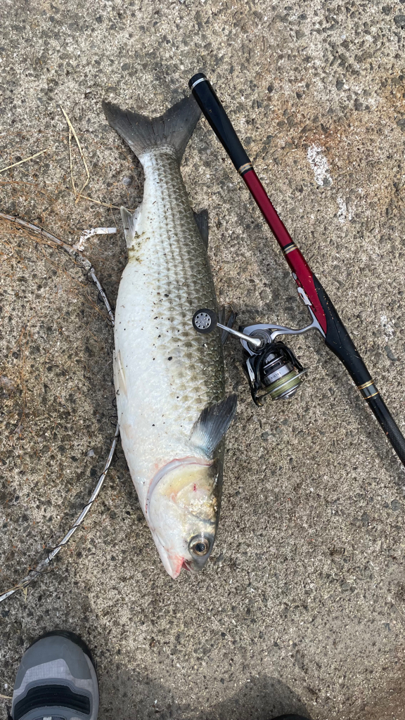 紀州釣り! 2桁釣れた・・ボラが・・・