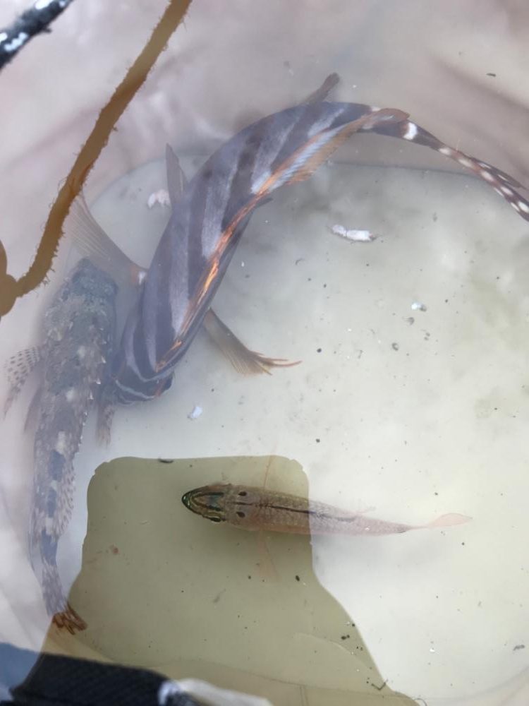 いろんな魚が釣れます♪