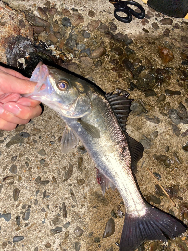 茶色の海シーバス