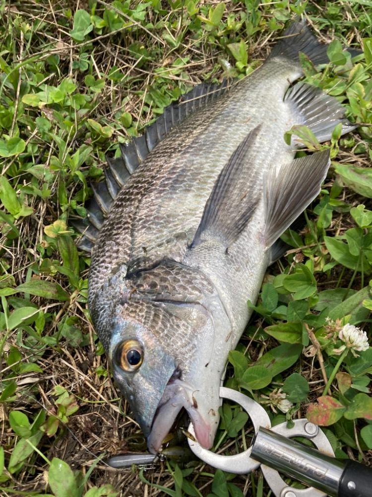 チニング祭り開幕♪