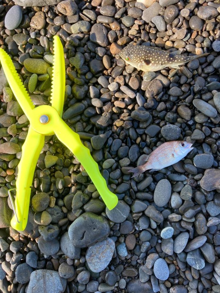 みなべ海岸　ちょい投げ