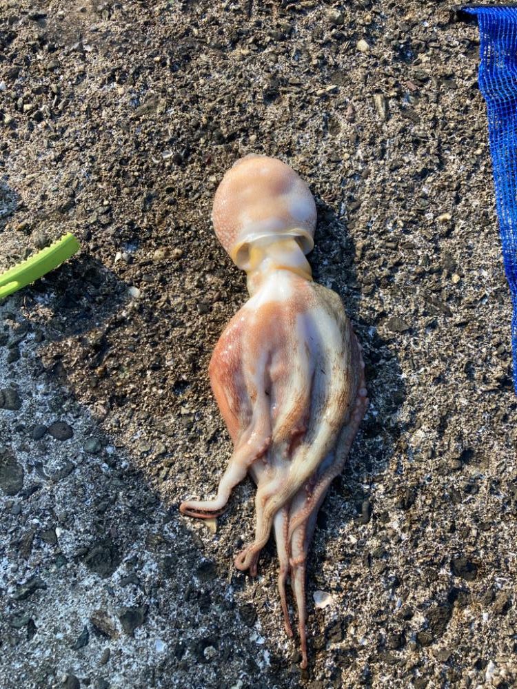 ⭐︎奥深きタコ