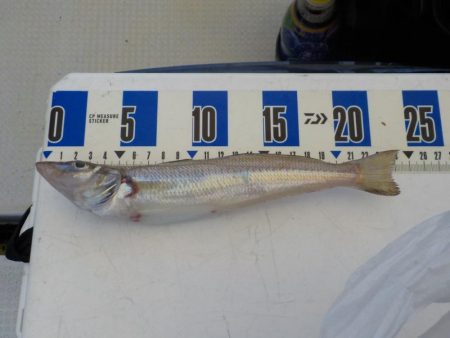 タイラバ4度目の正直