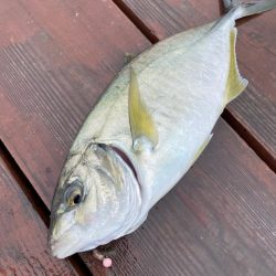 じゃのひれフィッシングパークさんにて