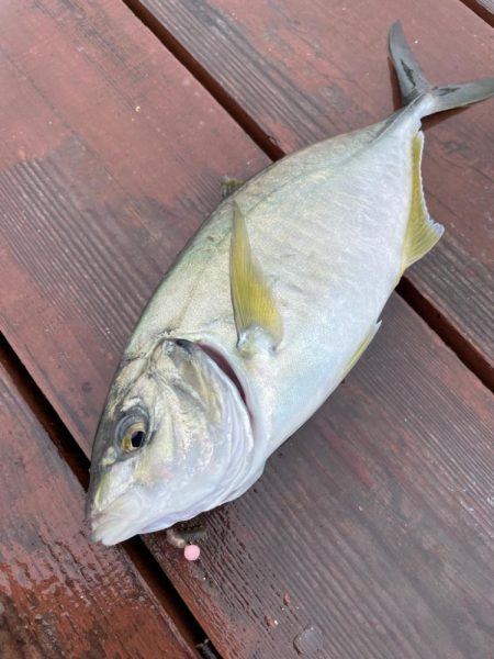 じゃのひれフィッシングパークさんにて