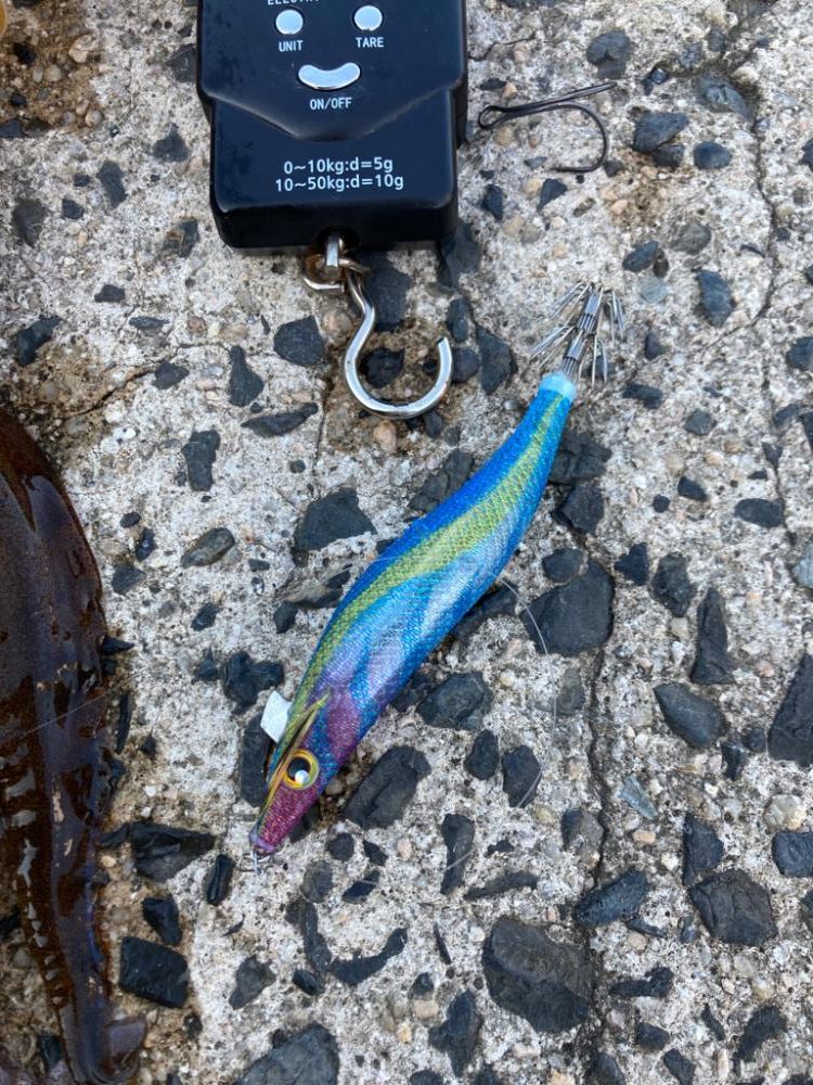 まだまだ釣れるアオリイカ
