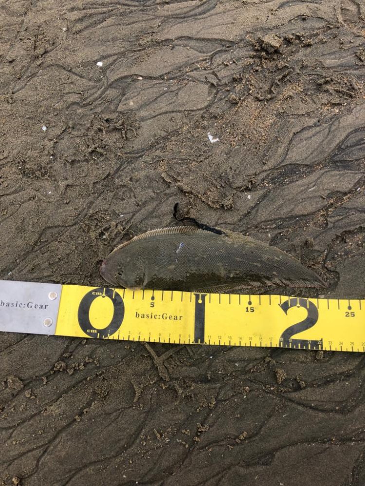 初50オーバーマゴチ！