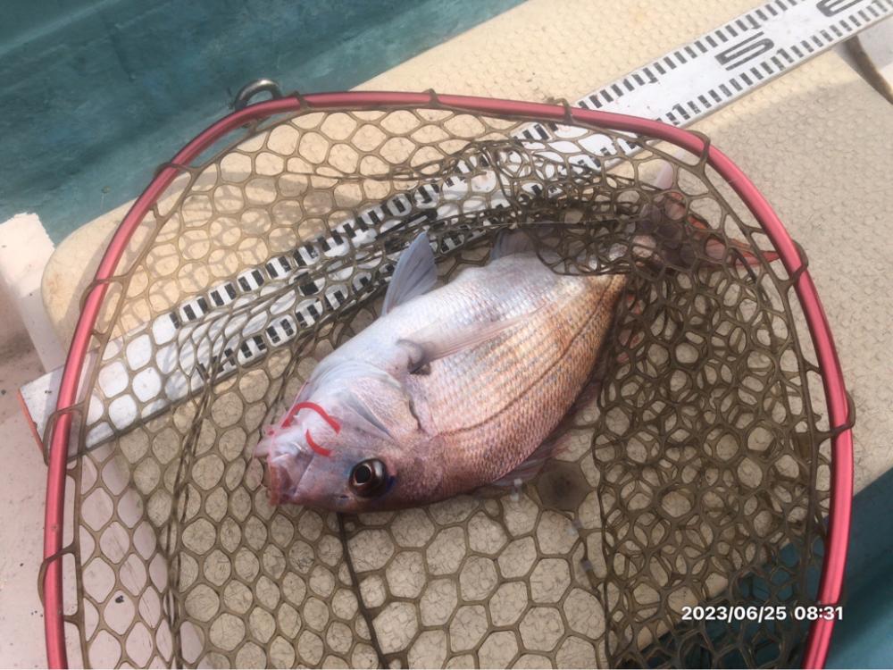 6/25 伊島沖タイラバ&ジギング