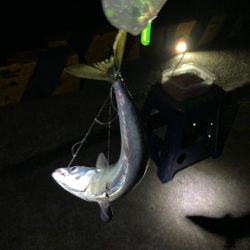 今年初の柏崎で釣行