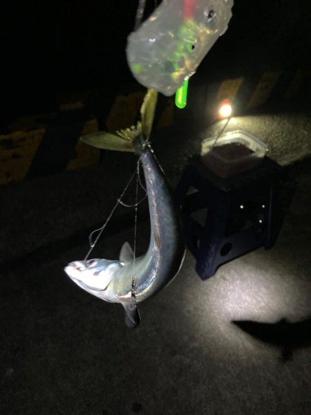 今年初の柏崎で釣行