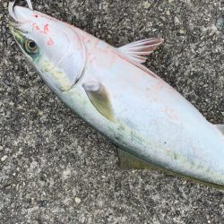 なんとか一本！