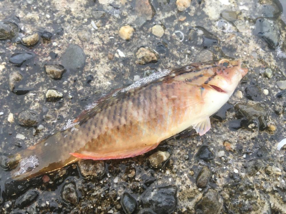 遠いアオリイカ 2