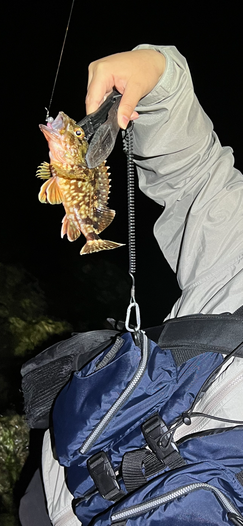 今期最後のメバルを求めて