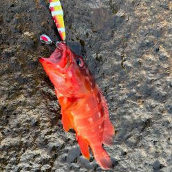 マキピタ&フリフリバイブ無双