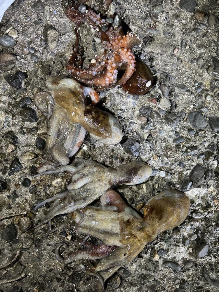 オクトパッシング+チョイ投げ