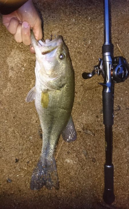 夕マズメの流れ込みで連発！