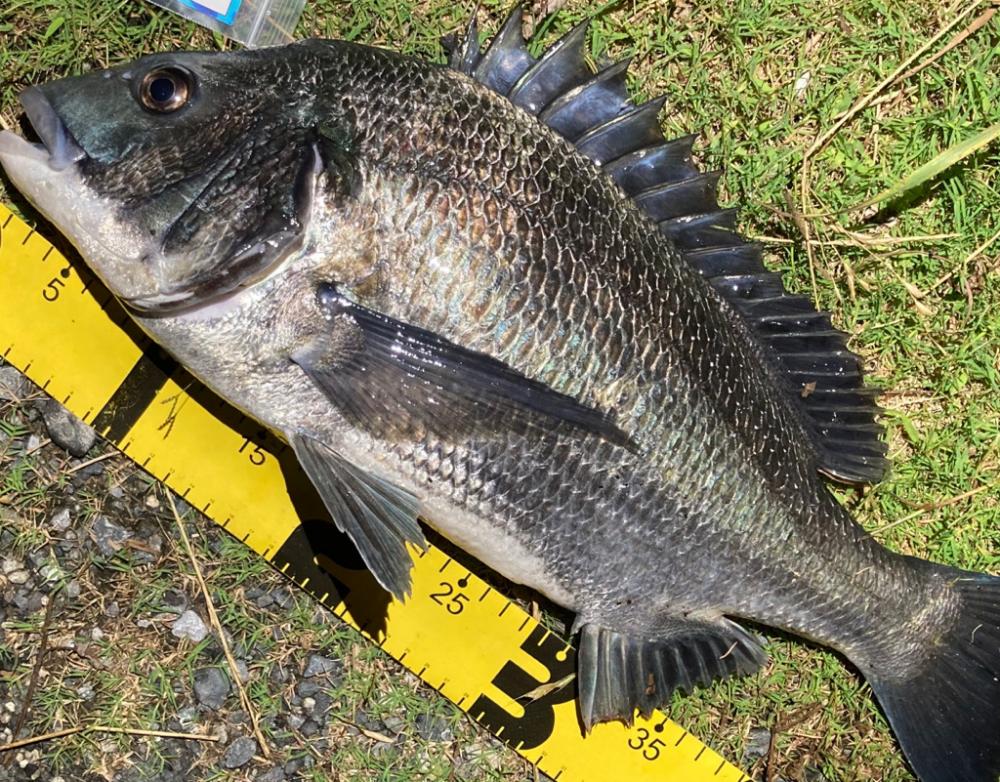 夜のチヌ釣り好調