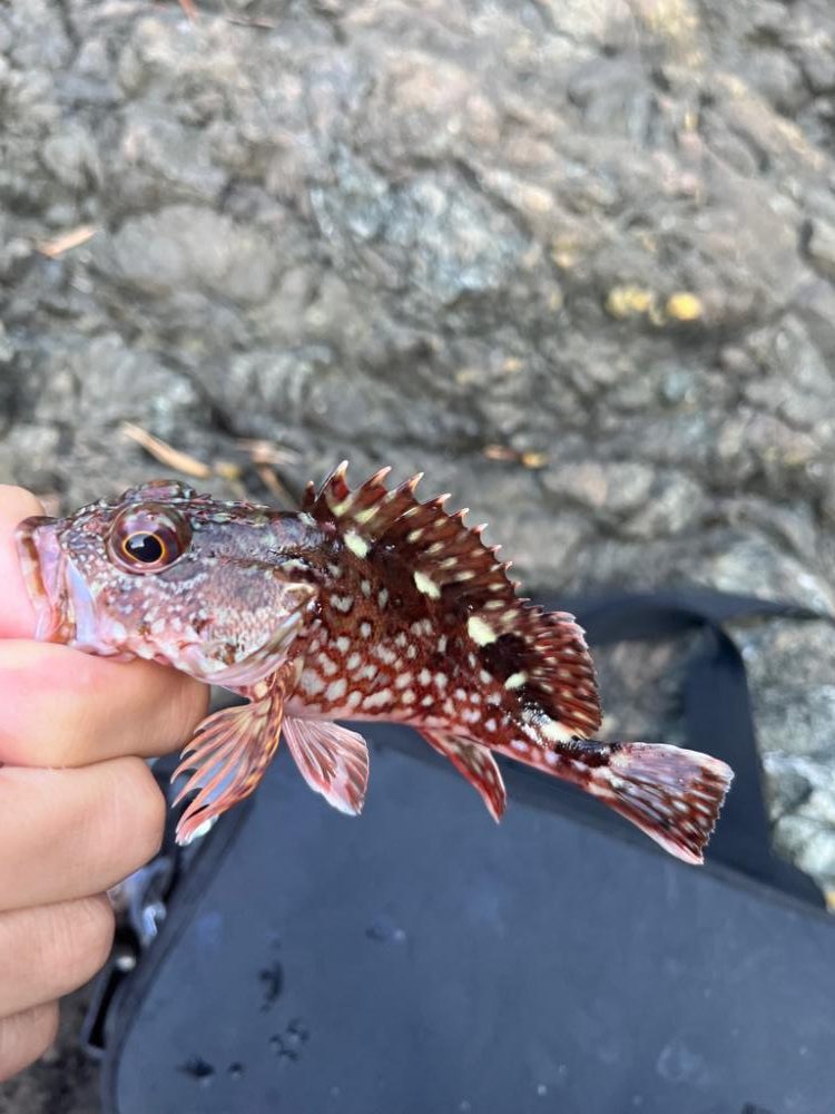 小浜根魚ライトゲーム