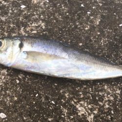 まだまだ浮遊ゴミ多数