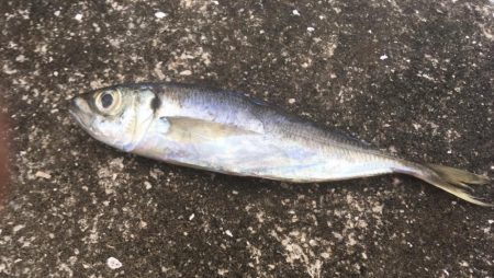 まだまだ浮遊ゴミ多数