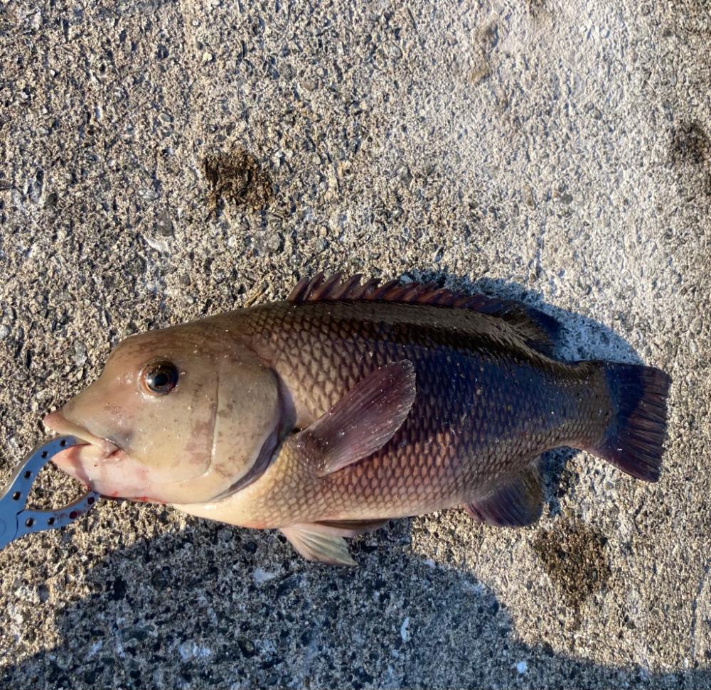 大潮のポカポカ陽気日にエビ撒き好調!