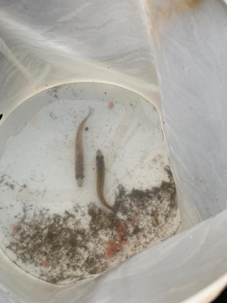 今年初のキス釣り🎣