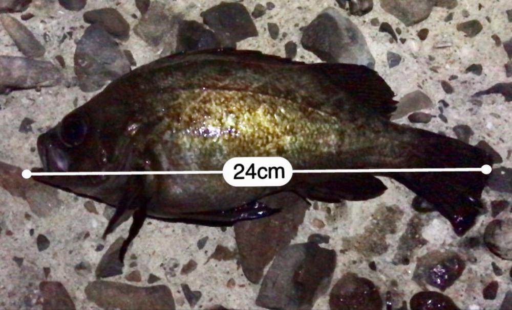 フロートメバリング