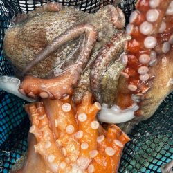 明石　船タコ釣り