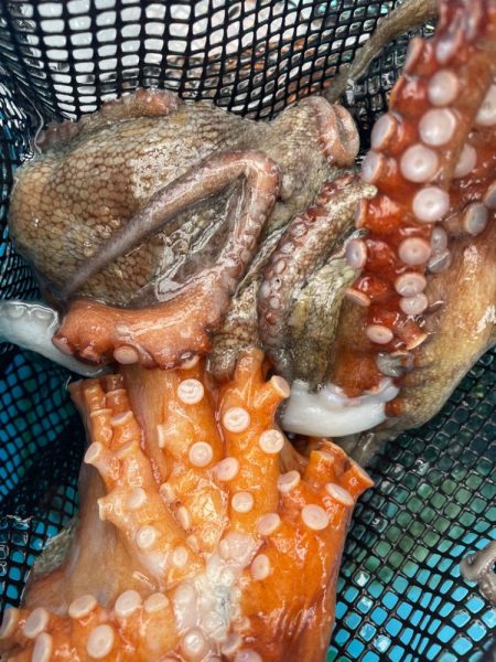 明石　船タコ釣り