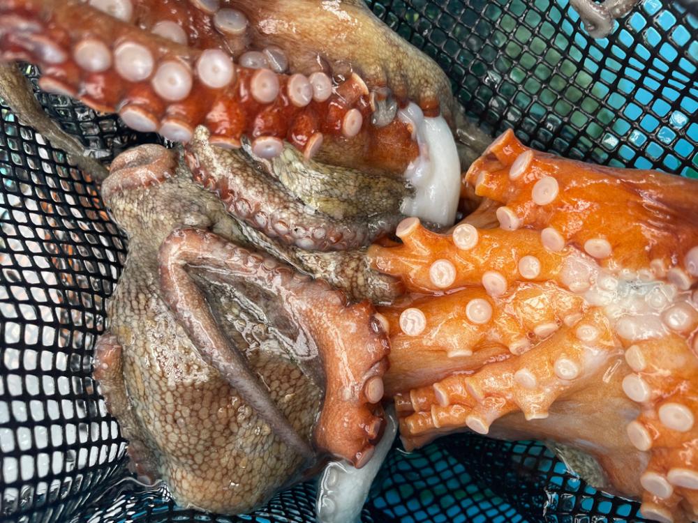 明石　船タコ釣り