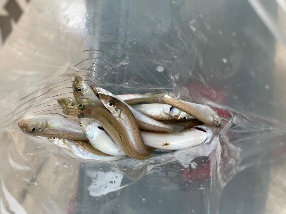 1年ぶりキス釣り