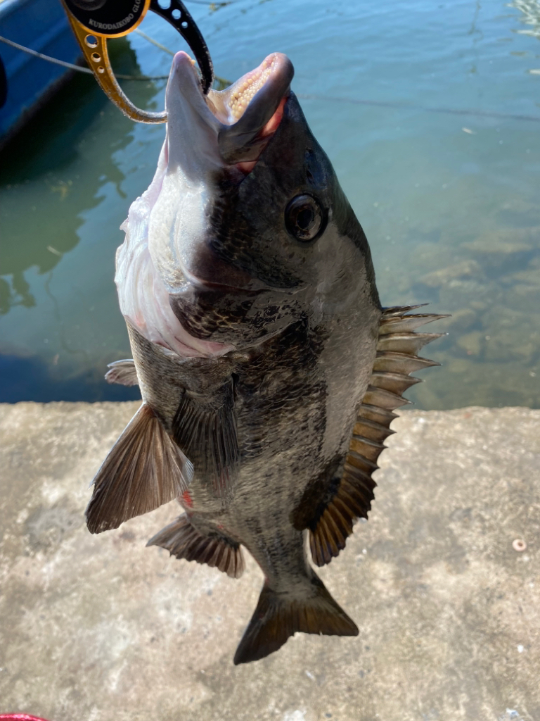 ヘチってきました