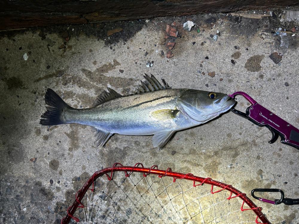 小潮とは思えない活性