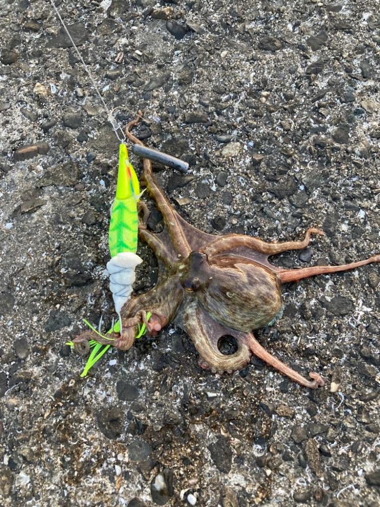 ⭐︎3日連続タコ