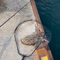 今年初めての獲物!一昨日のリベンジ。