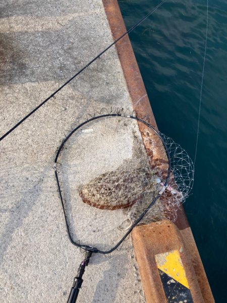 今年初めての獲物!一昨日のリベンジ。