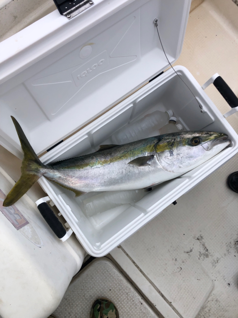 ブリが釣れました🐟