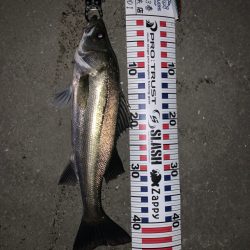 ２ヶ月ぶりのシーバスちゃん