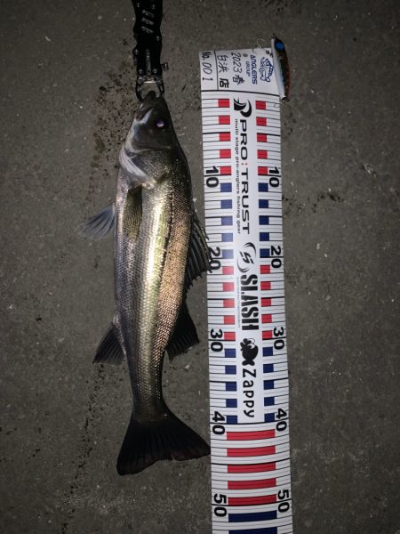 ２ヶ月ぶりのシーバスちゃん