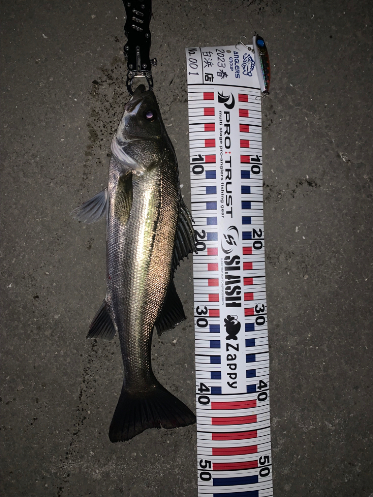 ２ヶ月ぶりのシーバスちゃん