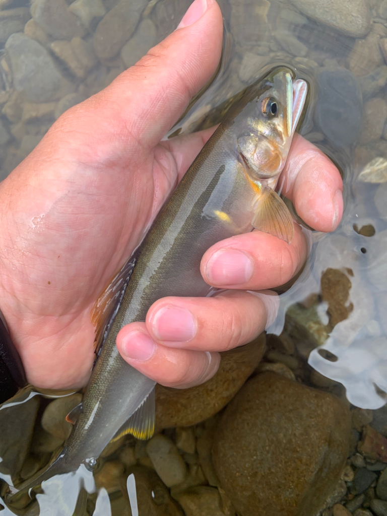 初めての鮎釣り