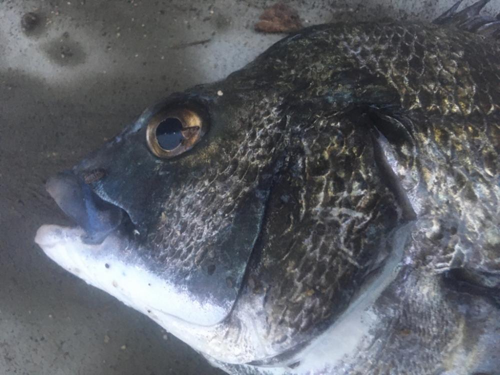 増水+満潮=潮位高