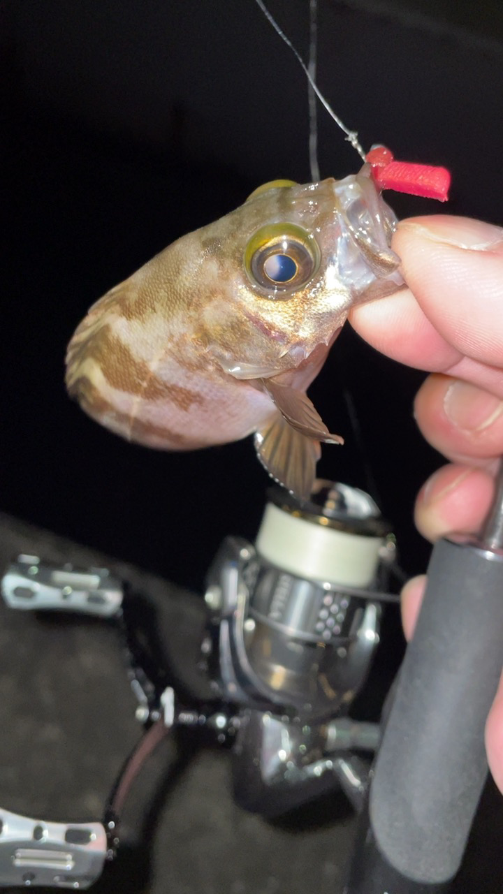 メバル入れ食い！