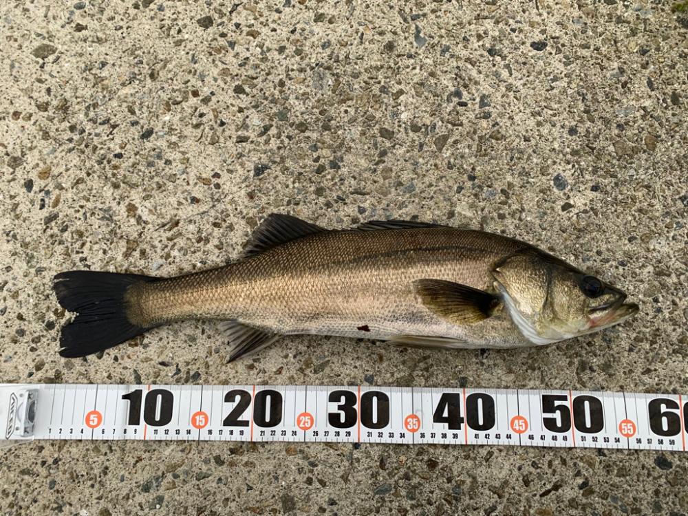 夕マヅメシーバス 2匹