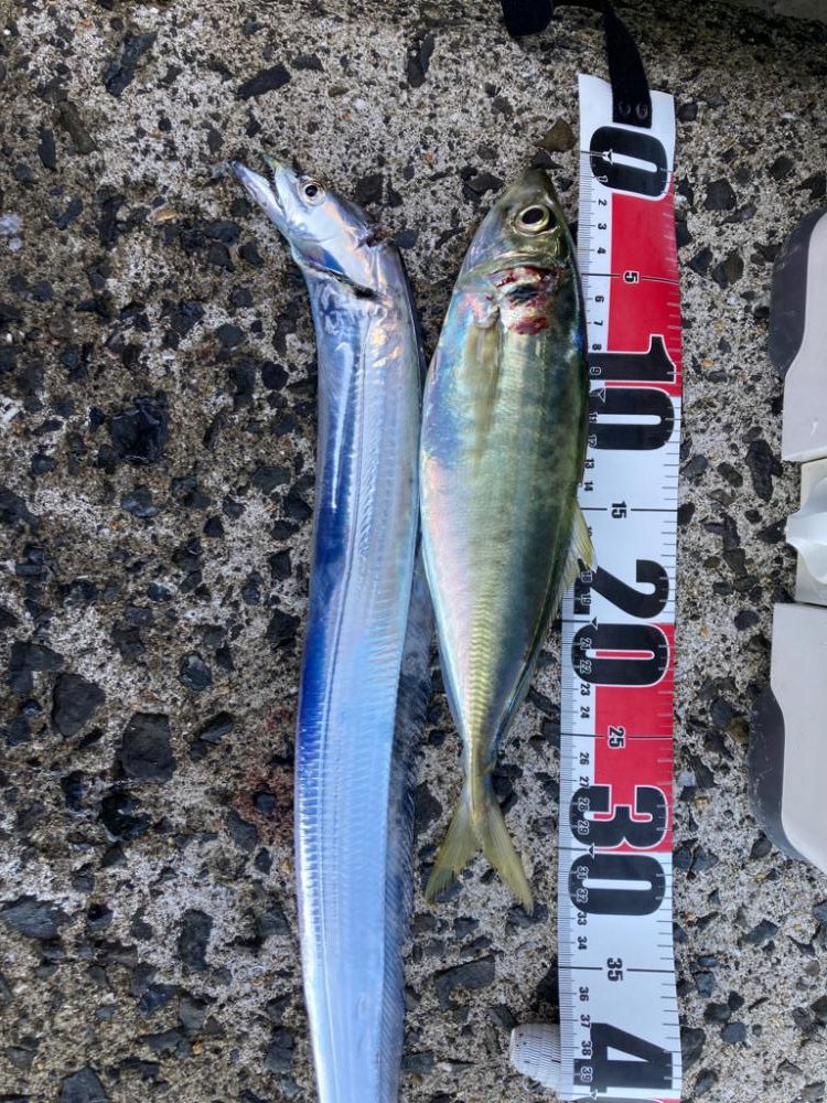 タチウオ、マルアジ