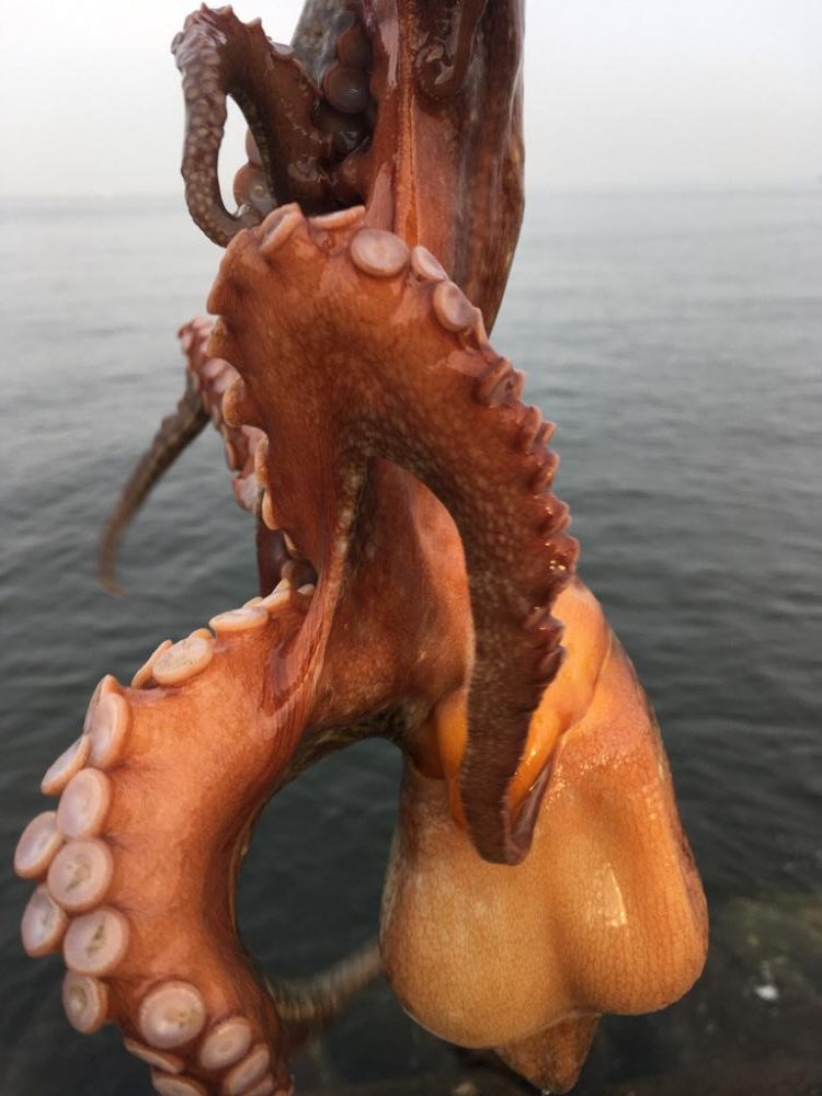 【タコフィネス】 大阪市内でアコウ40cm弱とタコ500g