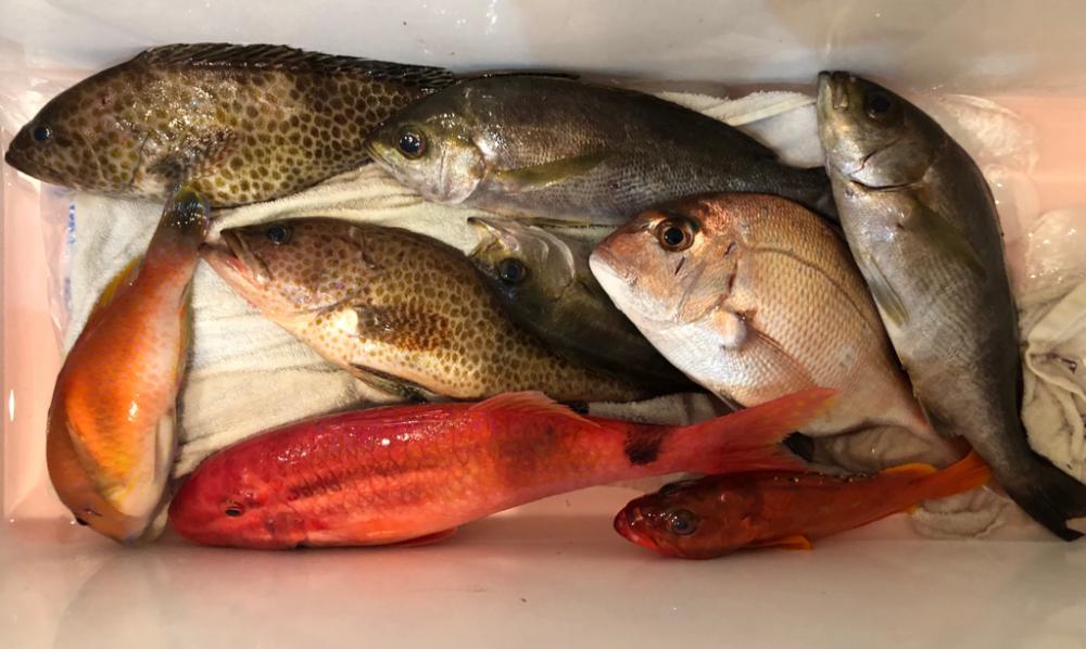 SLJで本命イサキとガチのモンスター